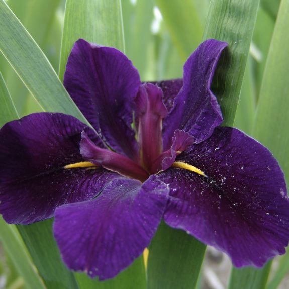 Choosing Your Iris Bulbs for the Perfect Garden – The Articles Hub Online