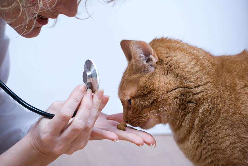 How to Choose a Veterinarian