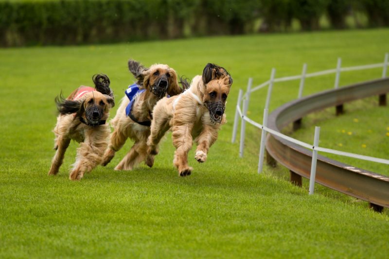 Educating Friends and Family After Dog Obedience Training in Chicago