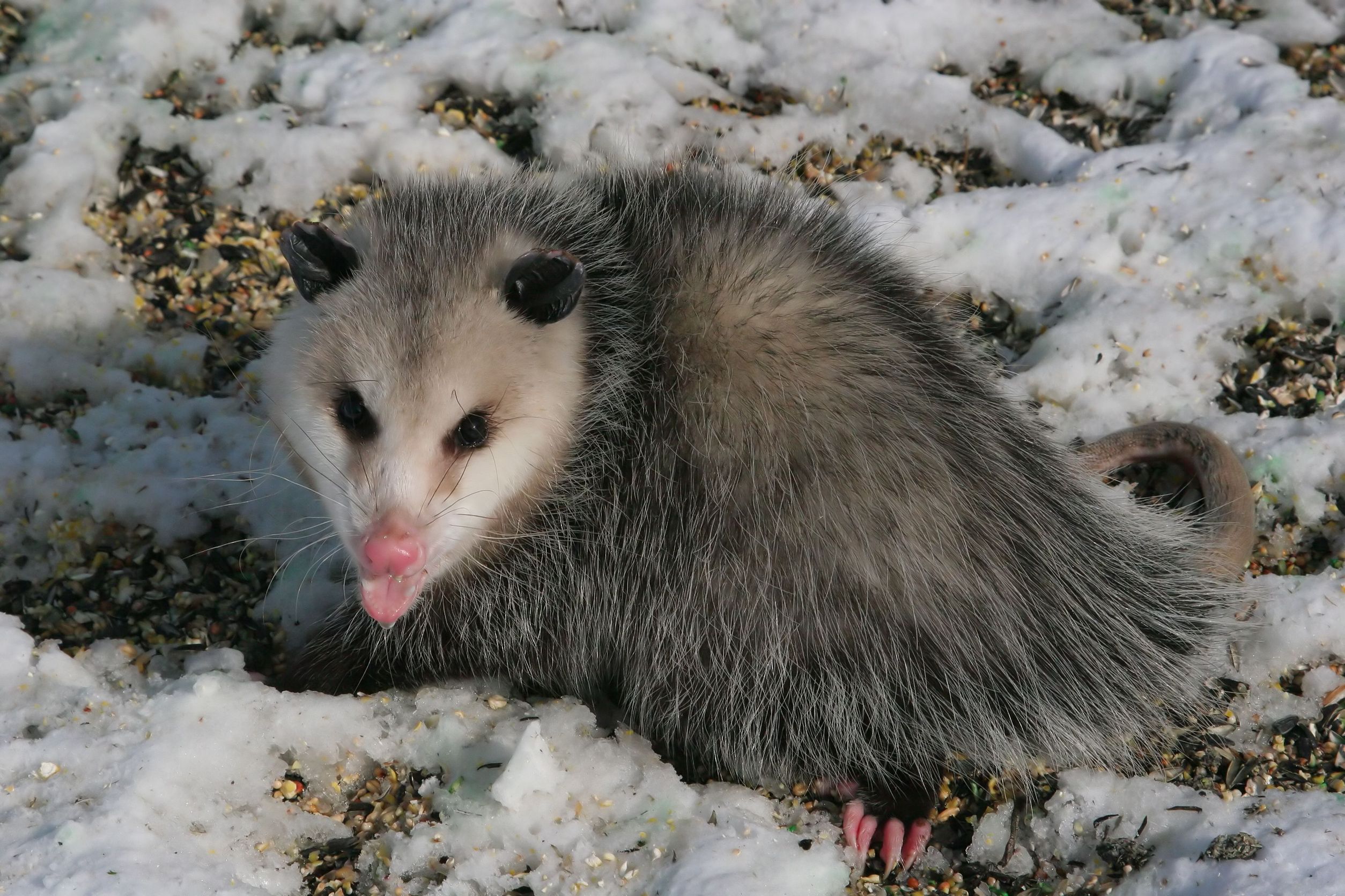 Pest And Opossum Removal in Columbus OH