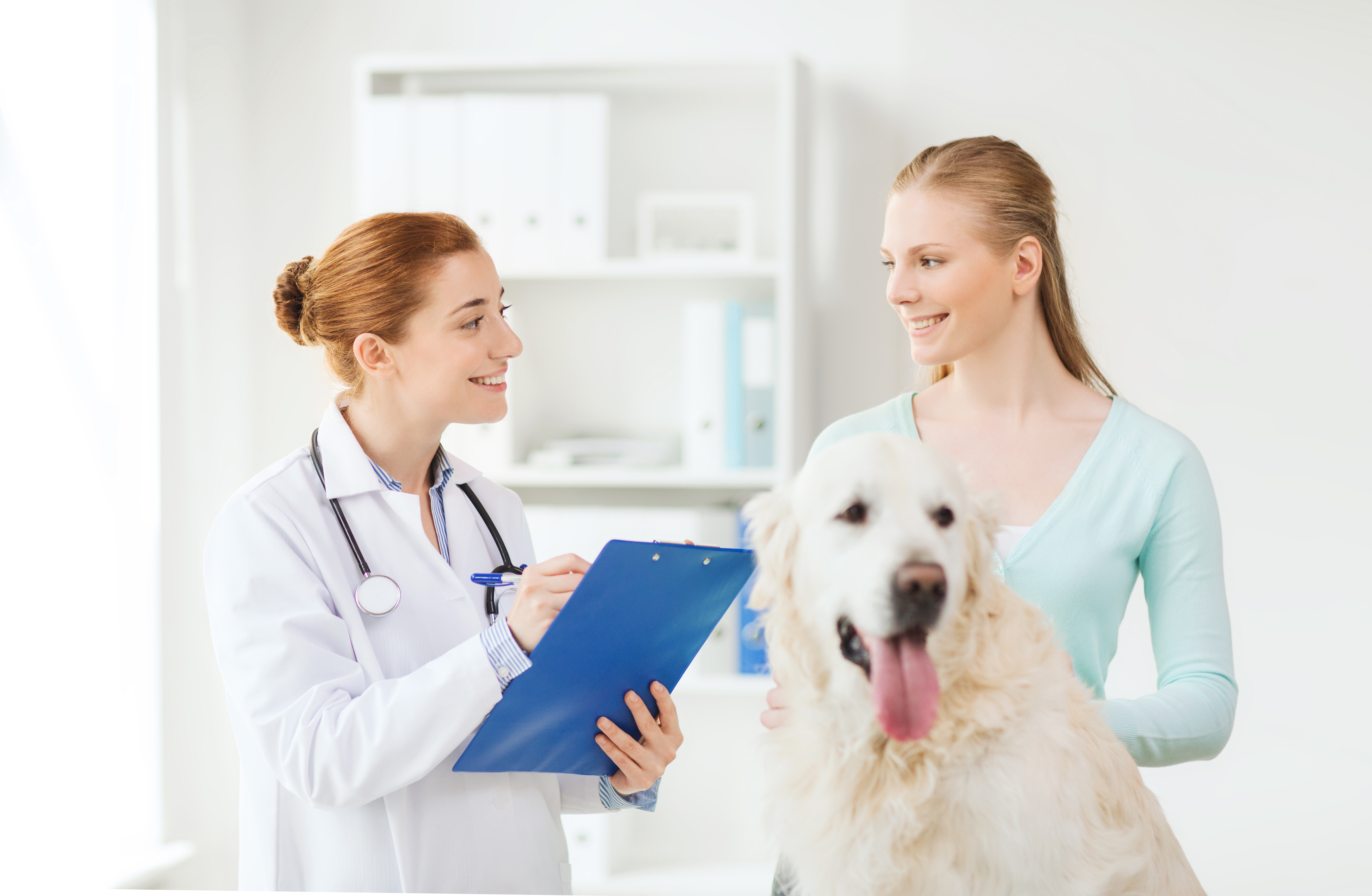 How to Get a Pet Ready for Regular Visits to an Animal Hospital in Riverside CA