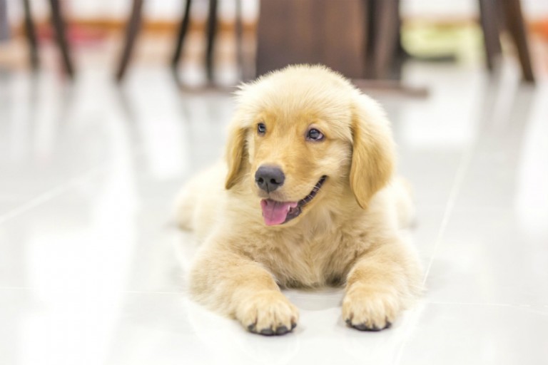 Why Buying Generic Pet Products Is Just as Good as Buying Name Brand