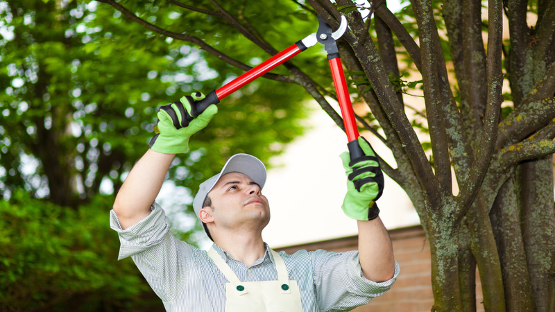 3 Times When Removing a Tree on Your Aurora Property is the Only Option