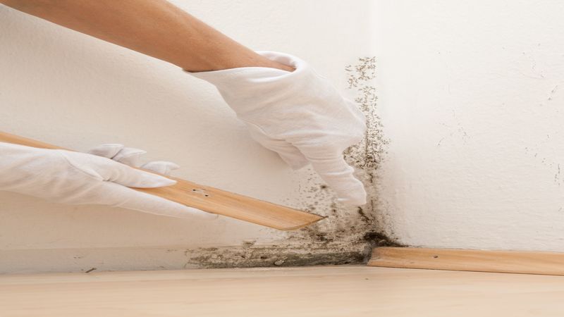 Signs That You Need Mold Removal in Houston