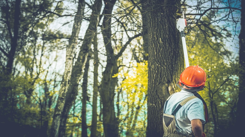 The Best Time For Tree Pruning In Orange Park FL