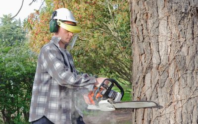 Enjoy The Best Deals When Hiring a Local Tree Trimming Service in Carson City, NV