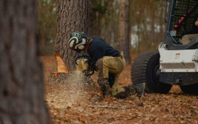 The Actual Tree Trimming Service Cost in Griffin, GA