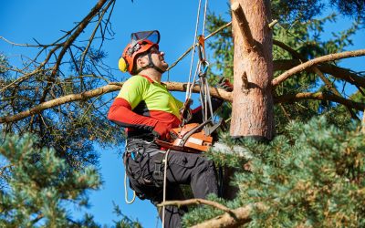 Enhancing Landscape Aesthetics with Tree Trimming in Griffin, GA