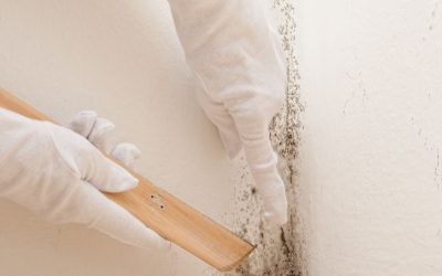 Defeat Mold Before It Spreads With Mold Removal in Atlantic Beach, FL