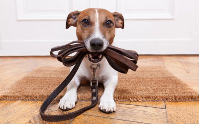 Effective Dog Training Services in Salt Lake City, UT