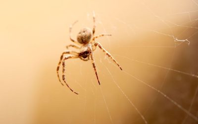 The Secret to Long-Term Spider Control in Newcastle: How to Stop Them Before They Invade