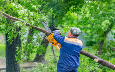 Expert Tree Removal and Care from Tree Company Atlanta, GA